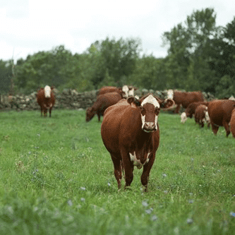 Podcast Episode 104: Cow Gas, Upcycling & Beef Sustainability – Dr. Sara Place
